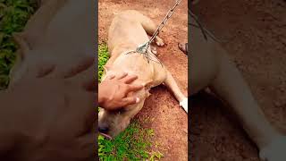 මමයි පාතාලේ ඇලා,,🦮🐶#shorts#trending#viralsong#doglover#bulldog#dog#dogowner#dogs#love#freetime#india