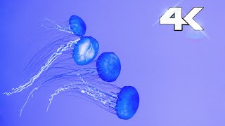 Amazing Jellyfish Aquarium i 4K ULTRA HD. Anti-stress music, meditation and relaxation 4K ULTRA HD