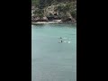 two orca swim past some kids in new zealand