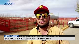 U.S. halts Mexican cattle imports over screwworm case