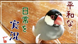 文鳥さん５羽の平和な放鳥風景を実況【Lovebirds Free Fly and Chirping】