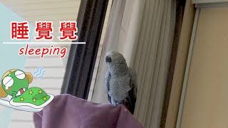 [布布生風]2000616灰鸚布丁靠窗外睡覺;Gray Parrot Budding is sleeping next to the window