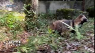 横浜動物園ズーラシアのホンドタヌキ／神奈川新聞（カナロコ）