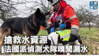 搶救水資源 法國派偵測犬隊嗅聞漏水｜大愛新聞 @DaaiWorldNews