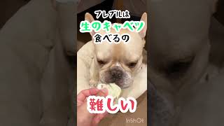 びっくりするくらいキャベツ食べるのが苦手なイッヌ　#shorts #犬 #おもしろ