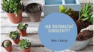 Porady: Jak samodzielnie rozmnażać sukulenty? | Dom z duszą