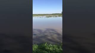 Louisiana crawfishing with set nets