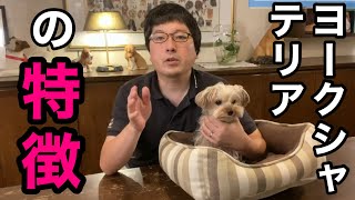 【ヨークシャーテリアの特徴】性格や、かかりやすい病気、お手入れについてペットショップ店長が解説します！
