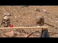 ballistic dummy skull meets a 123 grain 6.5 creedmoor round at 500 yards