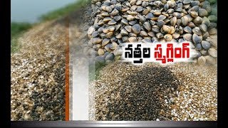 Snail Smuggling | Illegal Trafficking Goes Unabated | in DiviSeema | Krishna \u0026 Guntur Dist