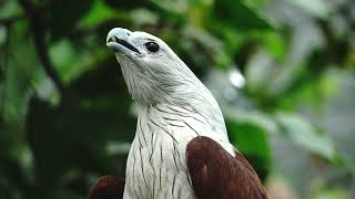 Brahminy Kite