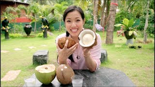 How is Coconut Milk Made? - From Farm to Cans! Mini Documentary