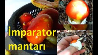 Mantar toplama , Domuz saldırısına uğradık Sezar mantarı İmparator mantarı #mantar