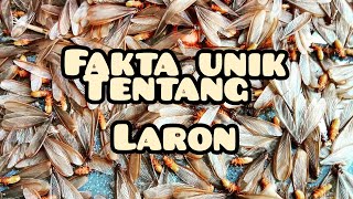 Fakta Unik Asal Muasal Misteri Laron Muncul