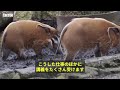 ロックダウン中の飼育実習生の悩み　ロンドン動物園