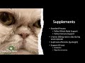 optimal cat food u0026 supplements for upper respiratory infections with dr. katie woodley