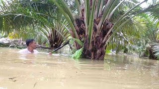 JURUS KAPAL SELAM‼️PANEN BUAH SAWIT DI KEDALAMAN 2M