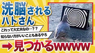 【2ch動物スレ】洗脳されるハトさん見つかるwwww