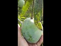 mango tree cultivation in the container🌱 ചട്ടിയിലെ മാവ് കൃഷി