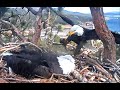 Working The Nest On A Crazy Windy Day! 🌬 2-13-21 Big Bear Eagles🦅