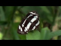 common sailer butterfly video