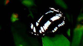 Common Sailer Butterfly Video