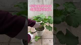 제라늄 꽃이 안피면 이렇게 하세요 #shorts