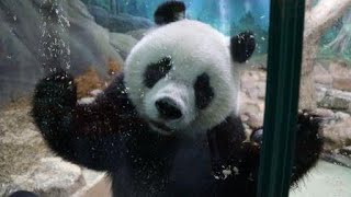 20200921 哥爸噴水逗圓仔 翻滾玩屑心情嗨 Giant Panda Yuan Zai