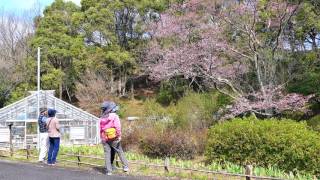 公渕森林公園　淡墨桜Ⅱ