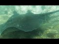 merimbula wharf scuba dive