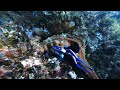 merimbula wharf scuba dive