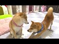 the puppy looked reliable as he noticed and tried to comfort his crying sister shiba inu.