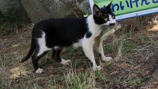 お魚くわえたドラ猫、追っかけて～