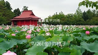 青森県平川市 猿賀公園の蓮の花の状況【2024年7月26日撮影】