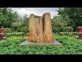 20 million year old tree fossils at lalbagh botanical garden 🌳🌍