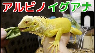 Albino iguana