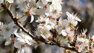 Tavasz / Der Frühling (Hochburg, B.W.) 🐝🌼🏰🌸