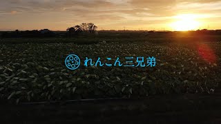 （株）れんこん三兄弟 会社紹介動画