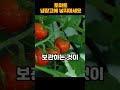 토마토 냉장고에 넣지마세요