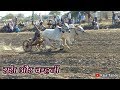 pat pratiyogita bhoma | raja tande | white ox | racing bulls | amazing race bulls | beautiful oxen