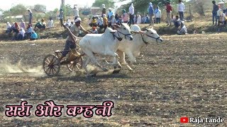 pat pratiyogita bhoma | raja tande | white ox | racing bulls | amazing race bulls | beautiful oxen