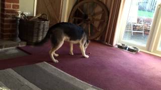 Labsky (Labrador Husky) 6 month old puppy playing with his new bone