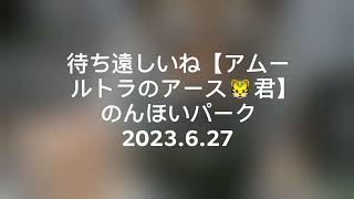 のんほいパークの　アムールトラ【アース君が待ち遠しい(*_*;】2023.6.27