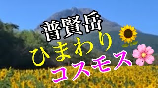 ひまわり.＆.コスモス.\u0026.火張山.\u0026.普賢岳.島原.火張山花公園から