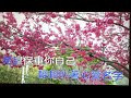 口琴演奏：行船的人 男=a調（台語歌）