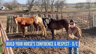 Build Your Horse's Confidence and Respect | D/C