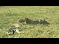 a pair of cheetah 2021 best wild seen