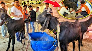 बीटल बकरी कितना दुध देती है | beetal goat farming | beetal goat milk production