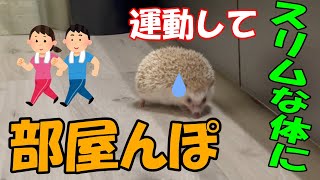 【ハリネズミ】ペットの茶々丸が運動不足なので部屋んぽさせてみた！