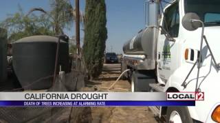 California drought kills millions of trees, increasing risk of wildfires